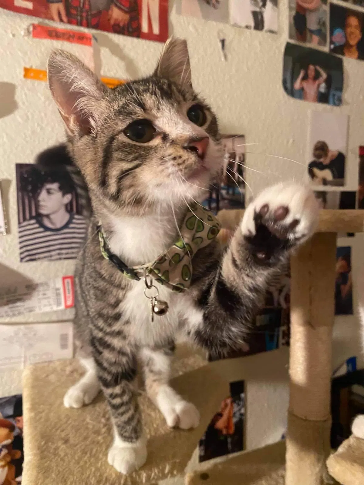 Lost cat in Virginia Beach, VA, 23453