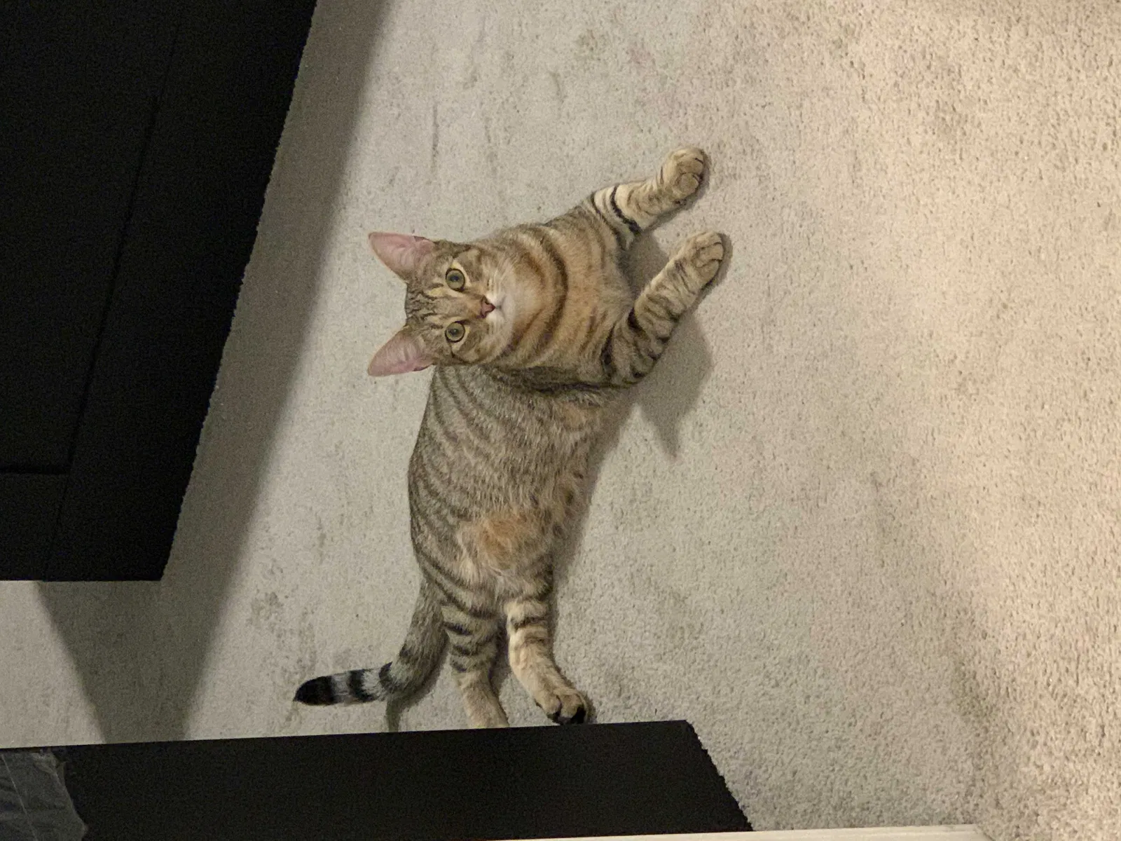 Lost cat in Newport News, VA, 23606