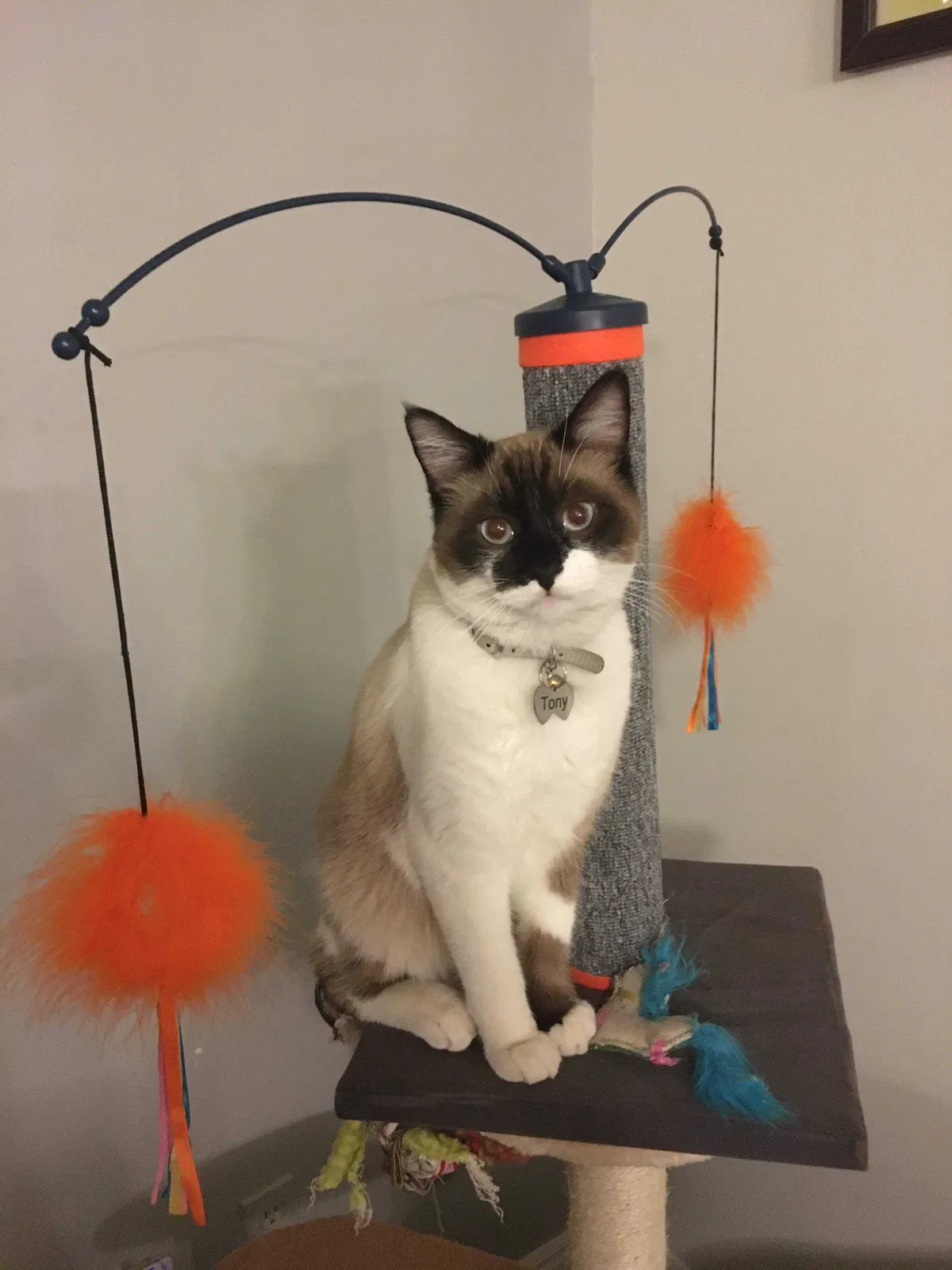 Lost cat in Provo, UT, 84601
