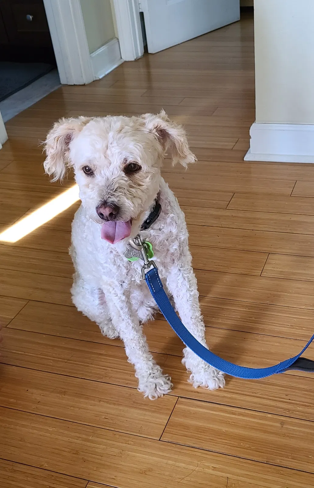 Lost dog in Rosemead, CA, 91770