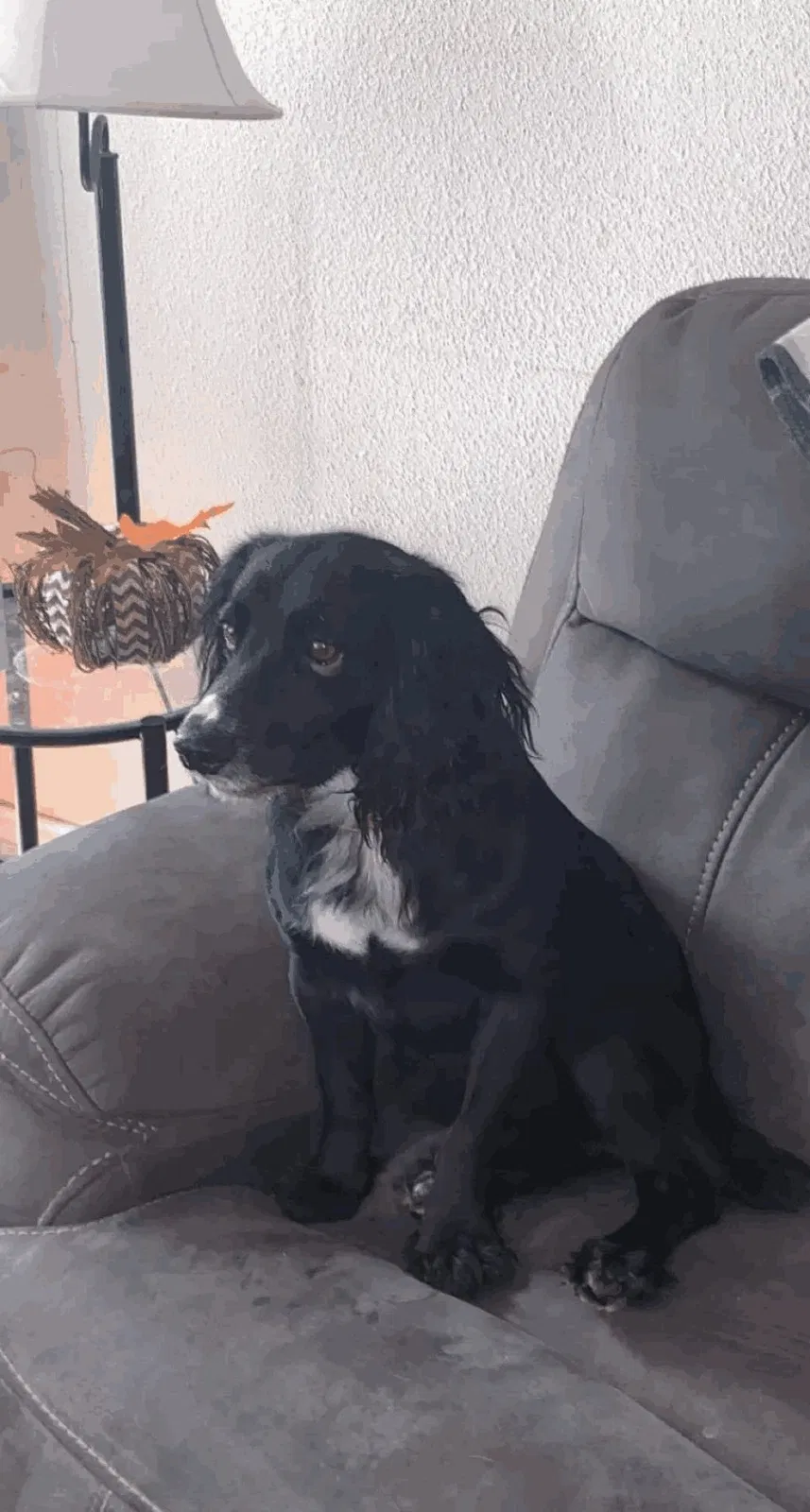 Lost dog in Milwaukee, WI, 53209