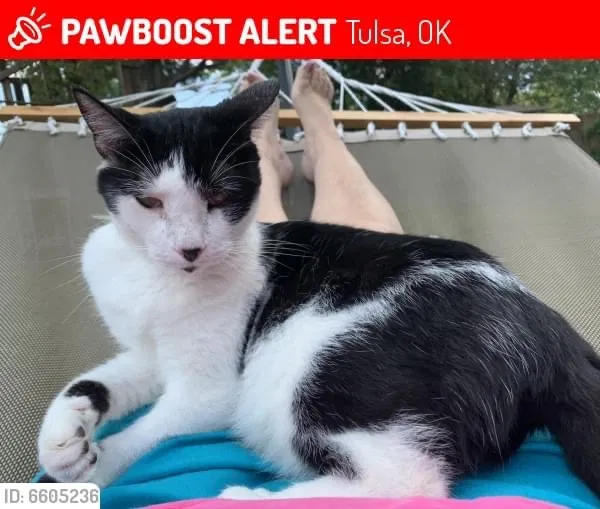 Lost cat in Tulsa, OK, 74145