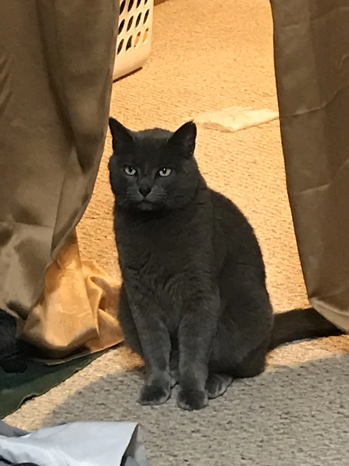 Lost cat in Rockford, MI, 49341