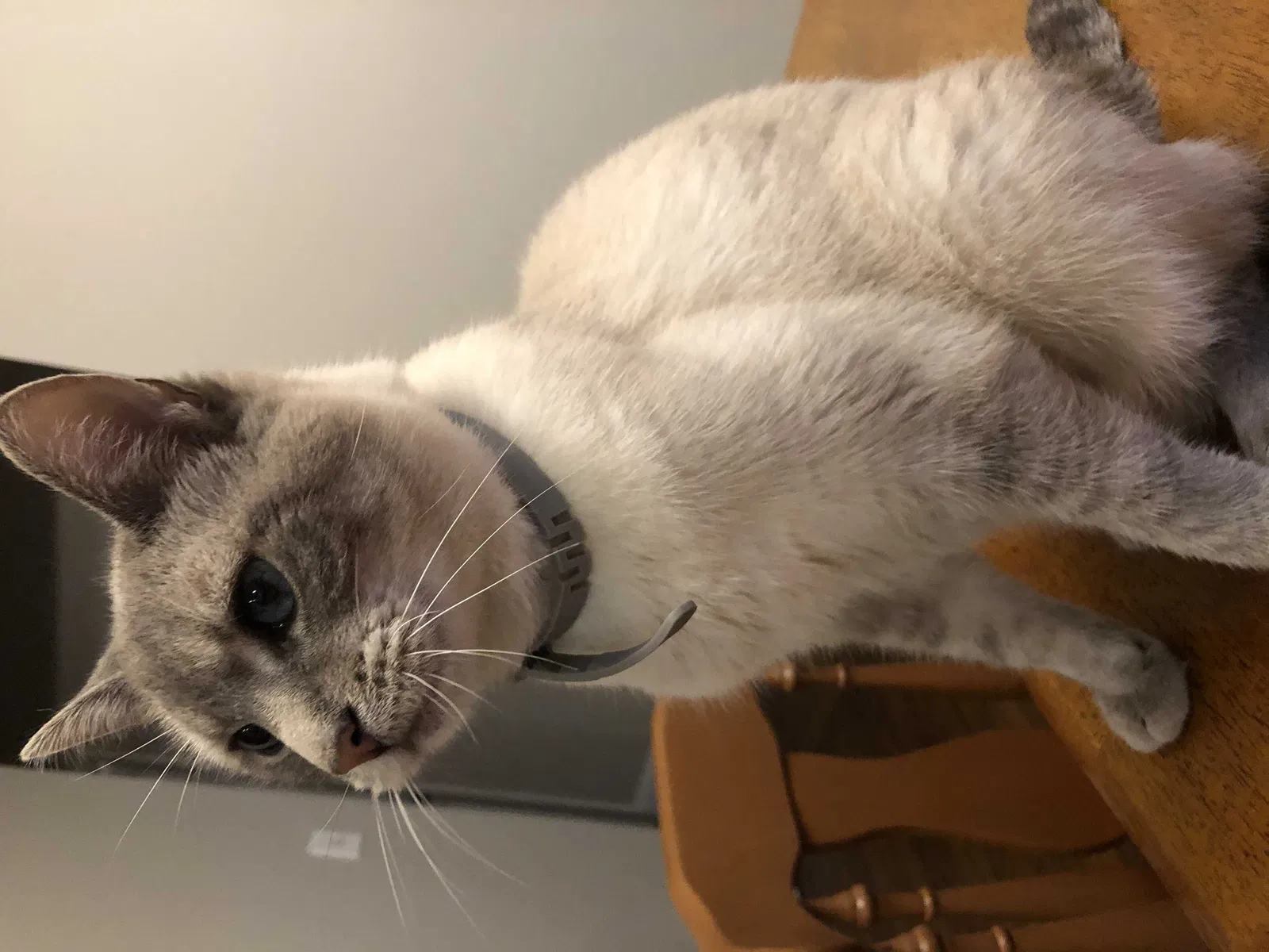 Lost cat in Ballwin, MO, 63011