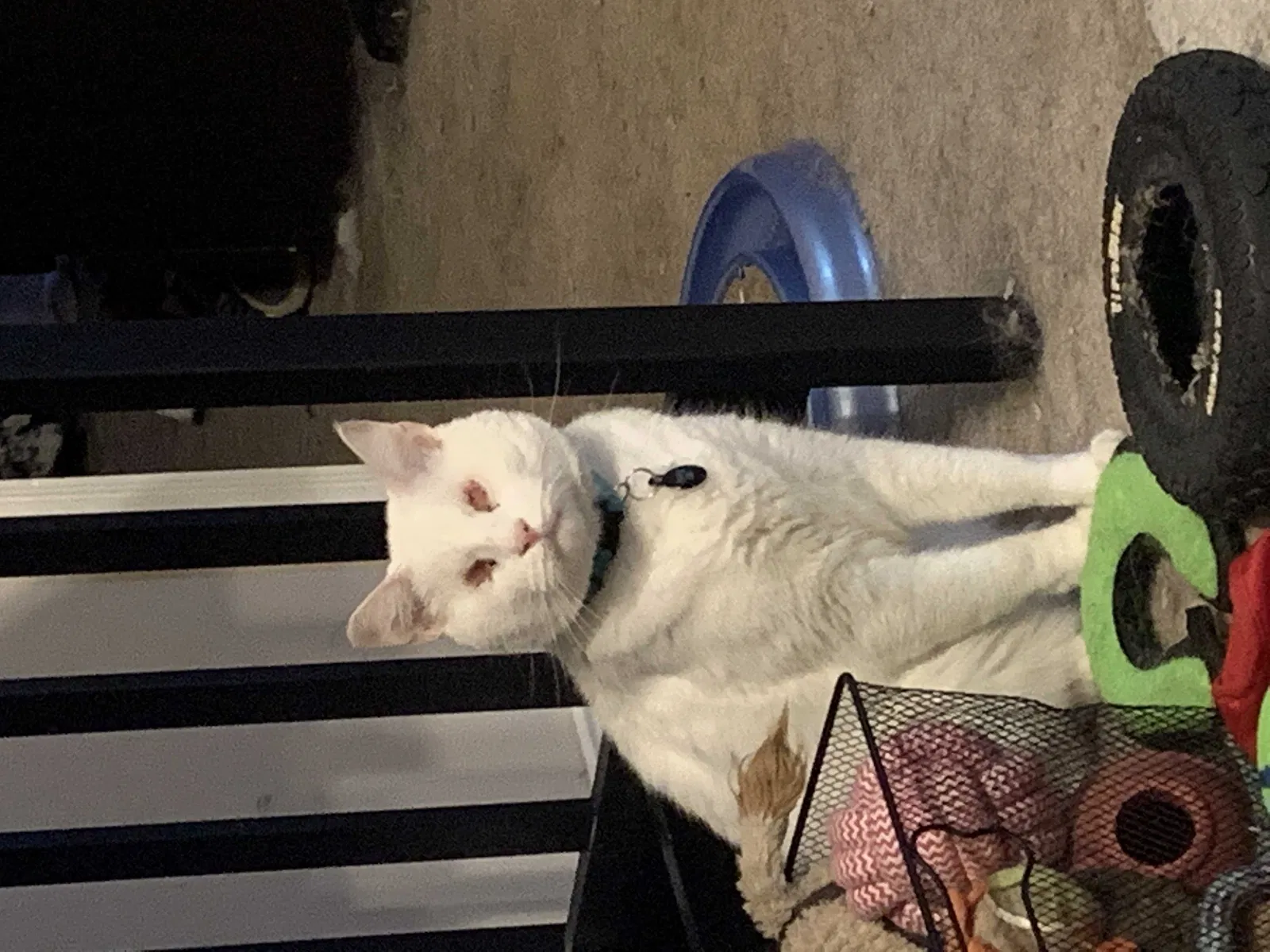 Lost cat in Baton Rouge, LA, 70810