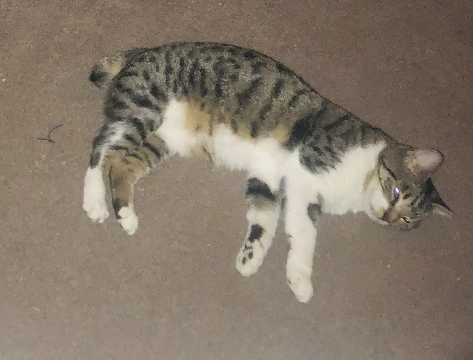 Lost cat in Holiday, FL, 34691