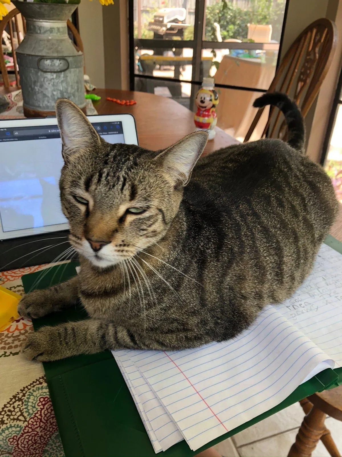 Lost cat in Seffner, FL, 33584