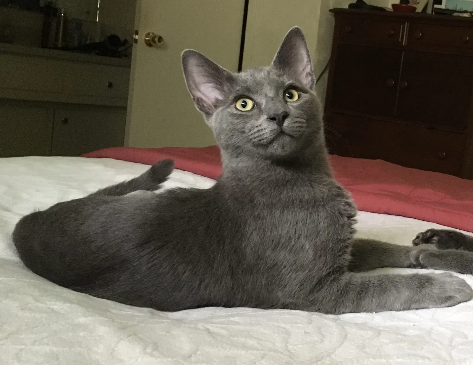 Lost cat in Austin, TX, 78745
