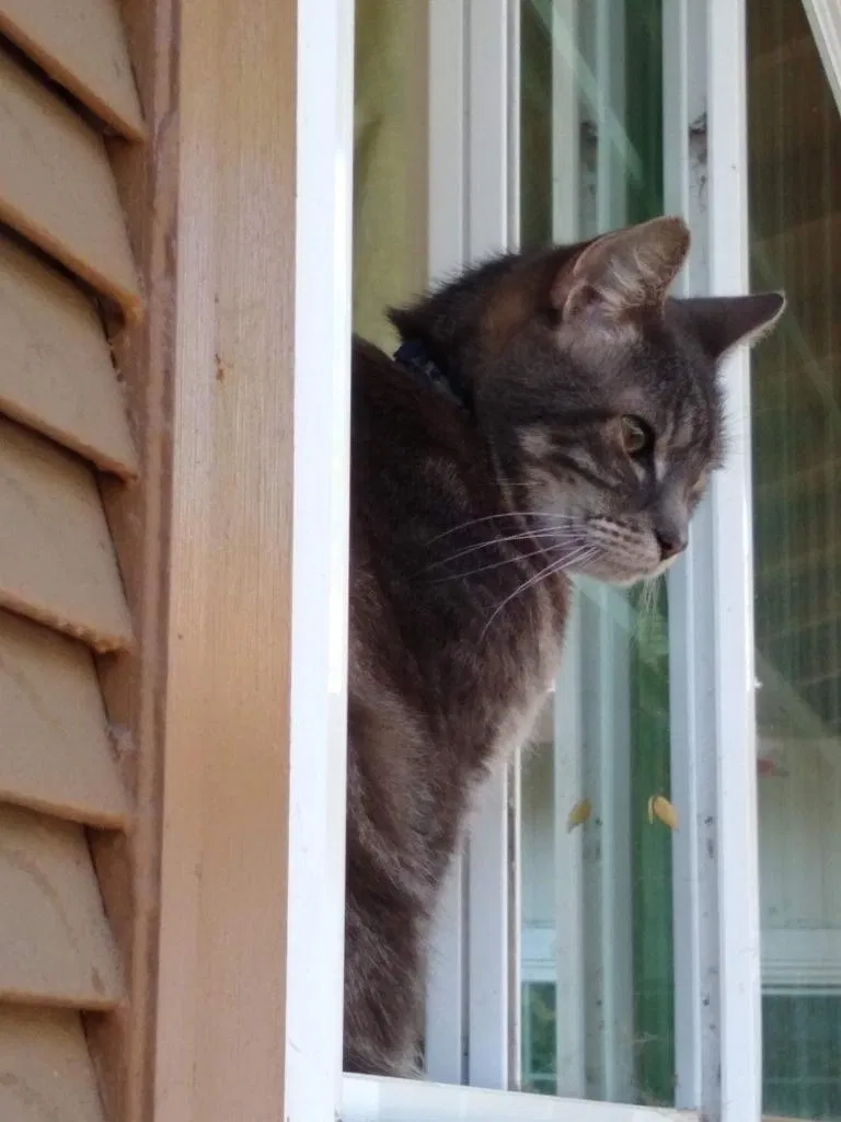 Lost cat in San Jose, CA, 95129