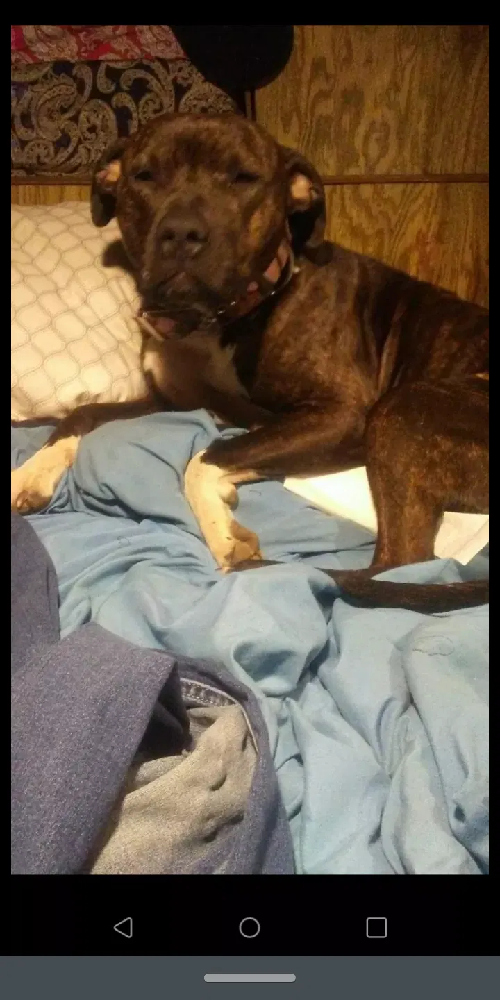 Lost dog in Malvern, AR, 72104