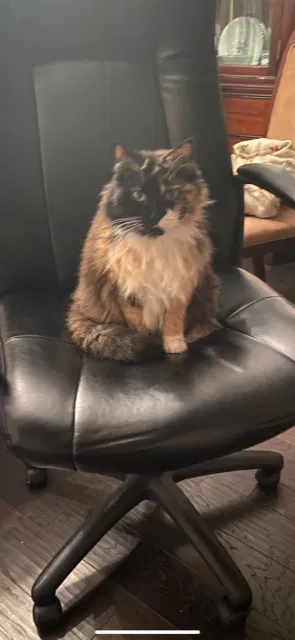 Lost cat in Southampton, PA, 18966