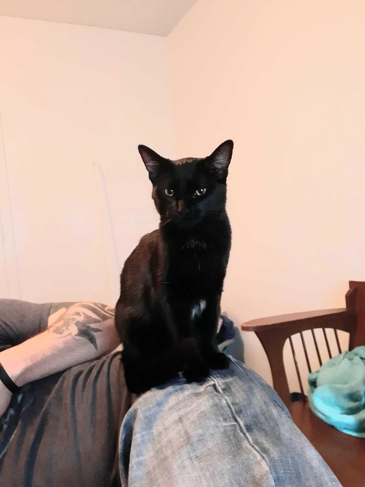 Lost cat in Indianola, IA, 50125