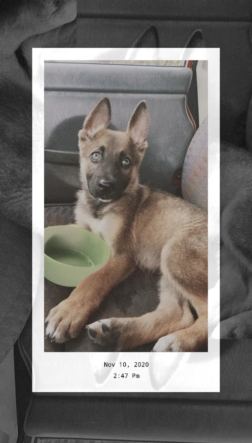 Lost dog in Brownsville, TX, 78521