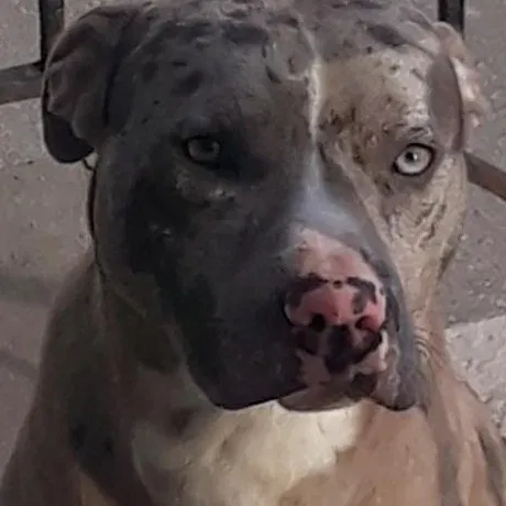 Lost dog in Syracuse, NY, 13208