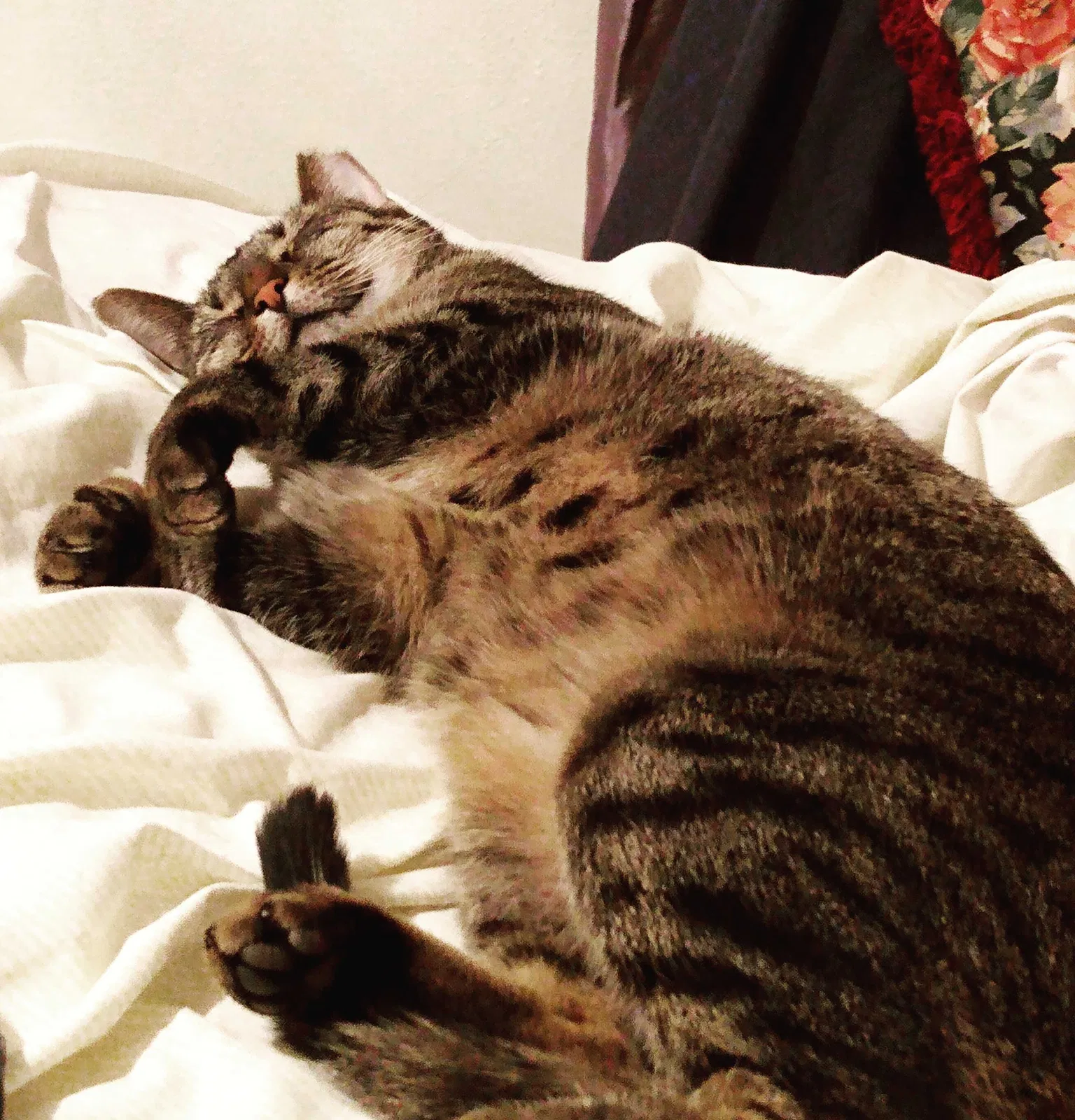 Lost cat in Akron, OH, 44314