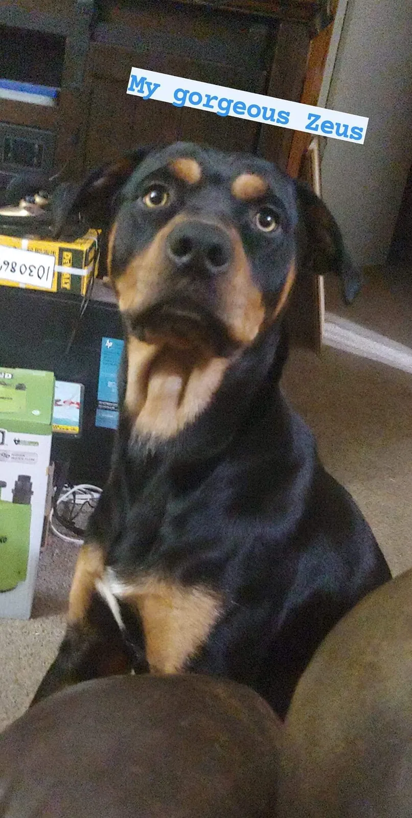 Lost dog in Pueblo, CO, 81004