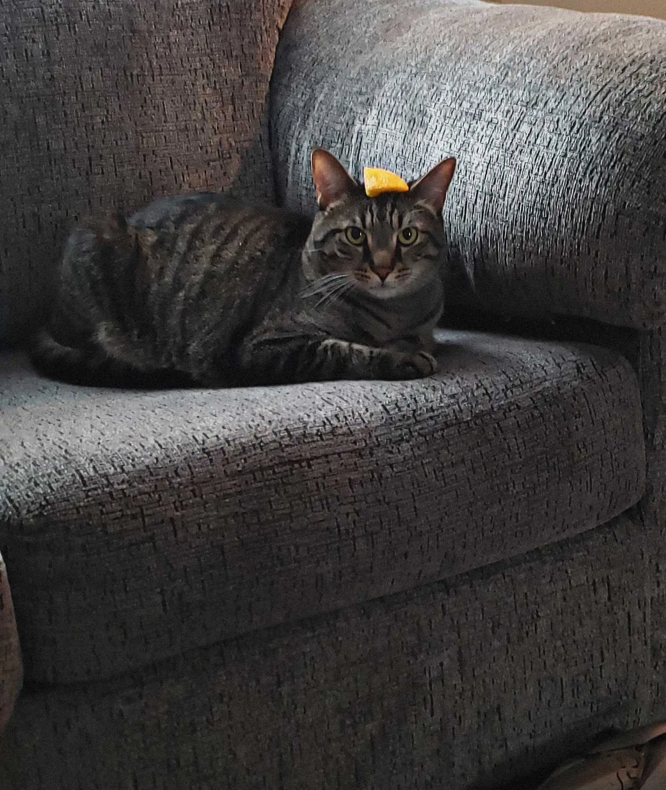 Lost cat in Clarksville, TN, 37042