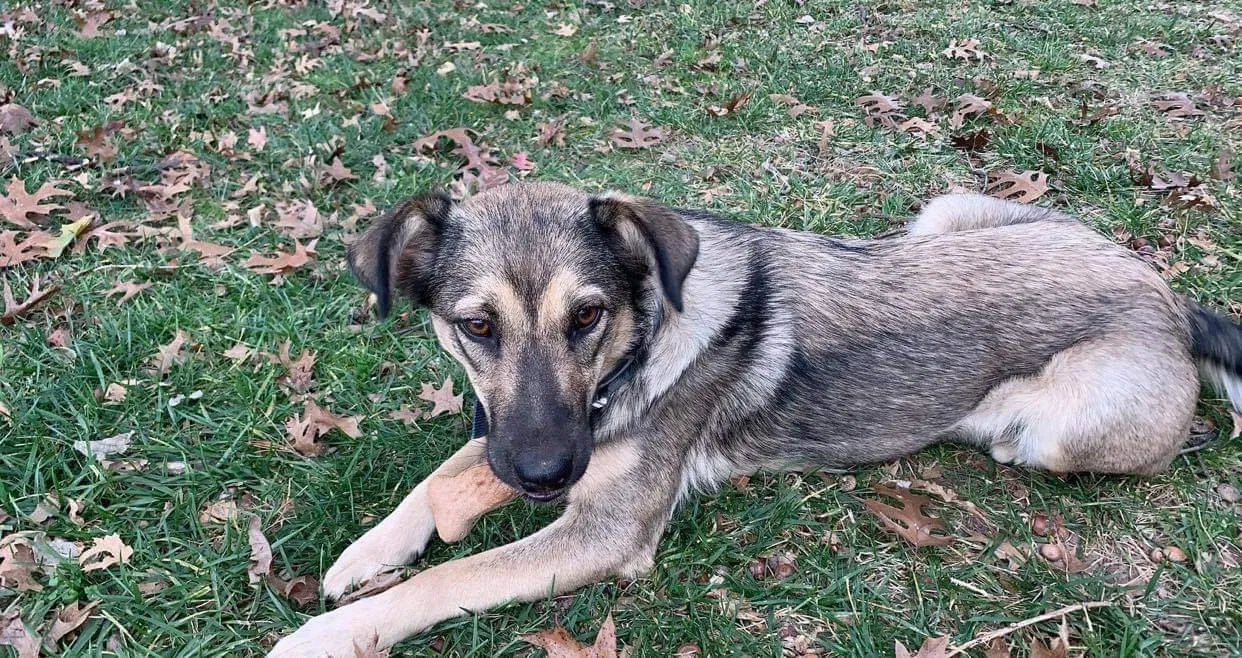 Lost dog in Tulsa, OK, 74137