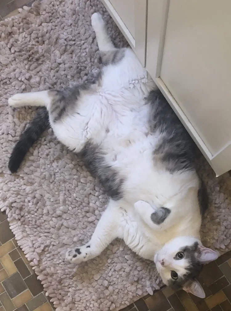 Lost cat in Medina, OH, 44256