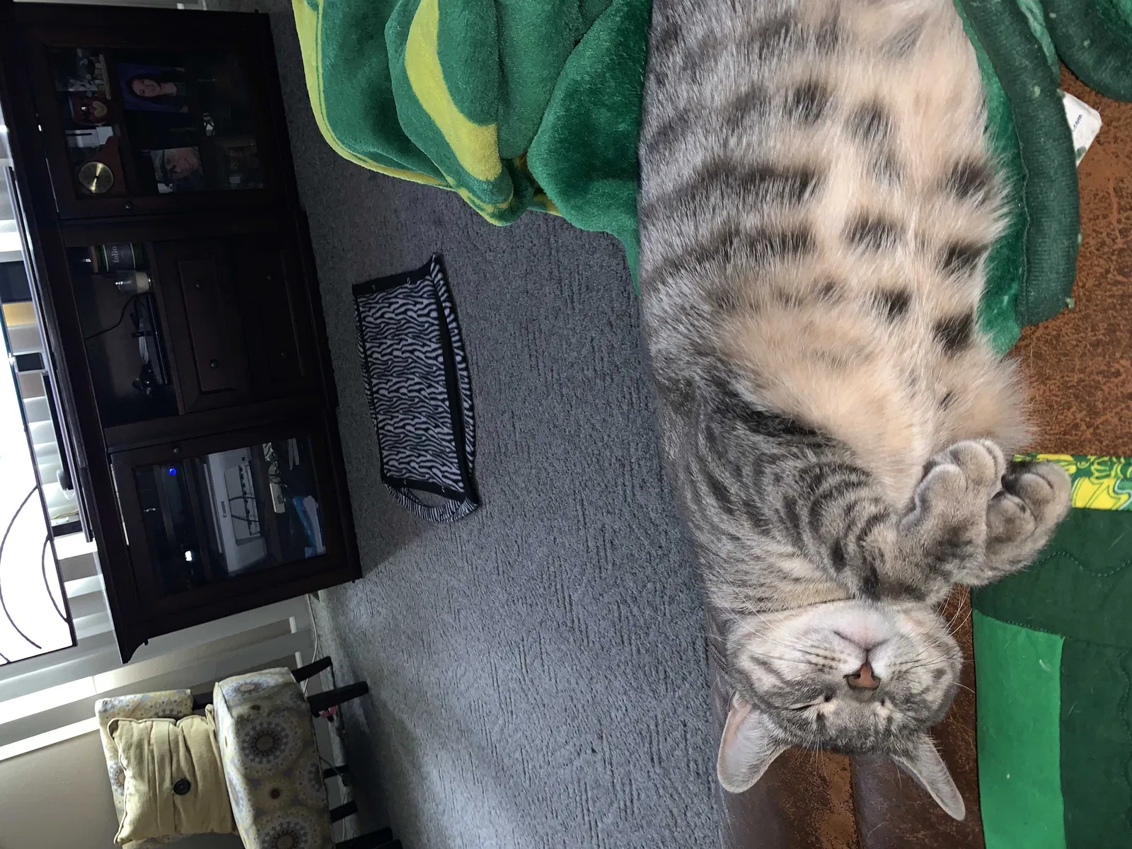 Lost cat in Spokane, WA, 99208