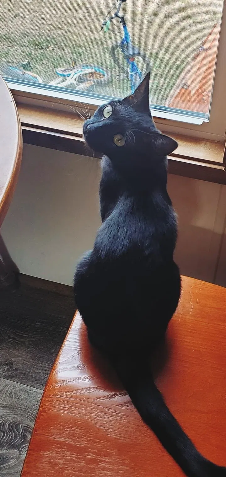 Lost cat in Colorado Springs, CO, 80909