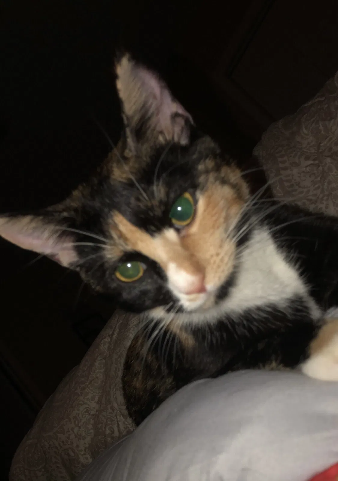 Lost cat in Wilmington, NC, 28401