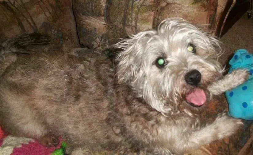 Lost dog in Newton, NC, 28658