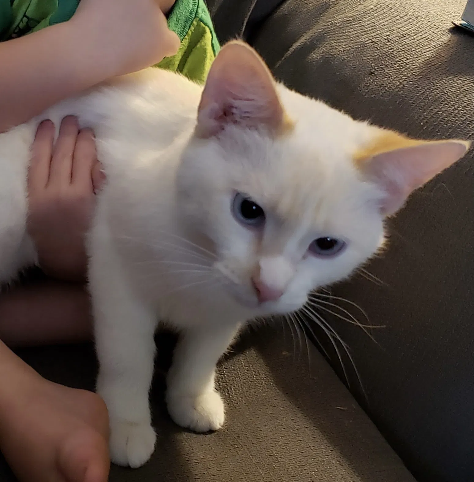 Lost cat in Florence, TX, 76527