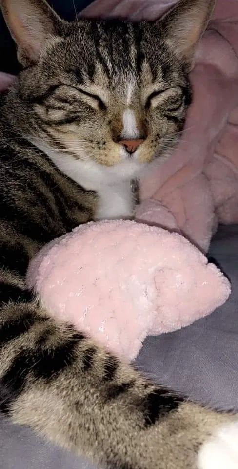 Lost cat in Winter Springs, FL, 32708