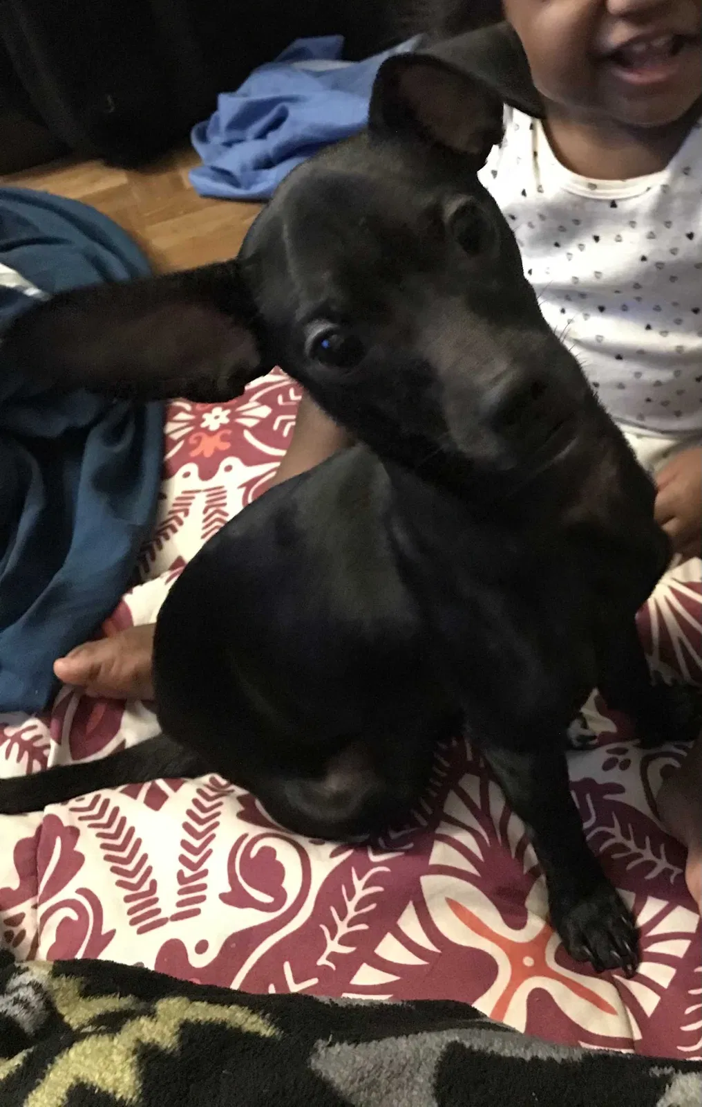 Lost dog in York, PA, 17404