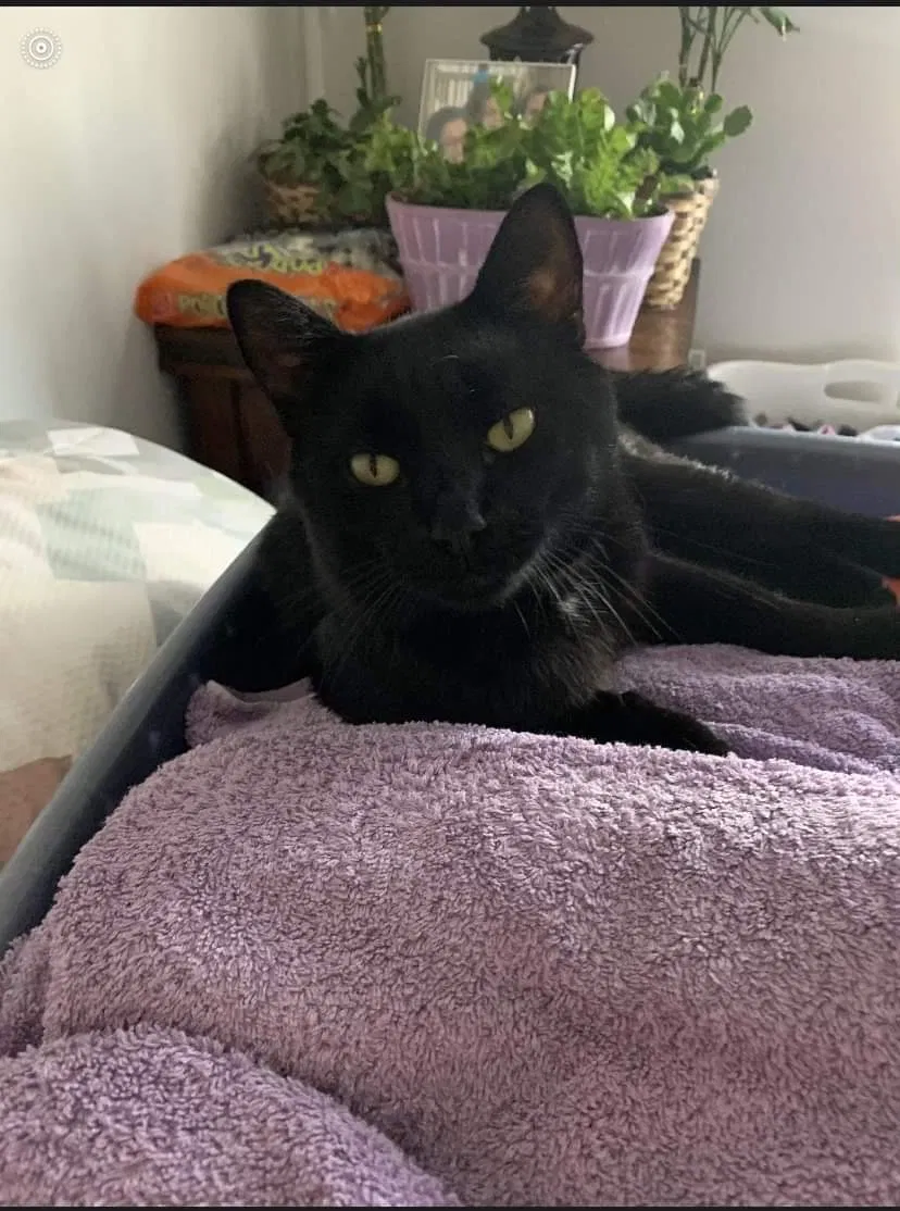 Lost cat in Danbury, CT, 6810