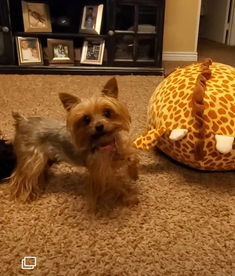 Lost dog in Idaho Falls, ID, 83401