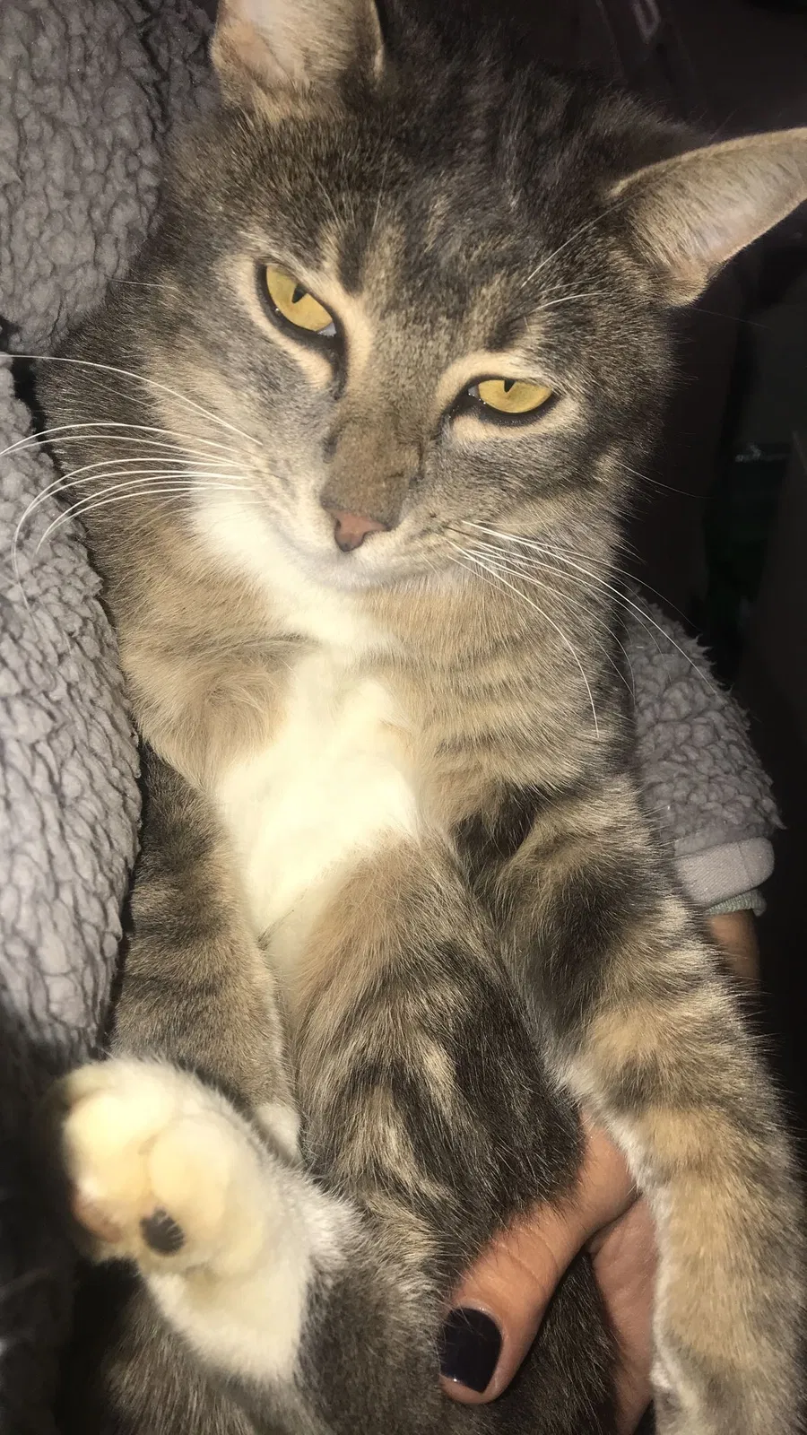 Lost cat in Clinton, OH, 44216