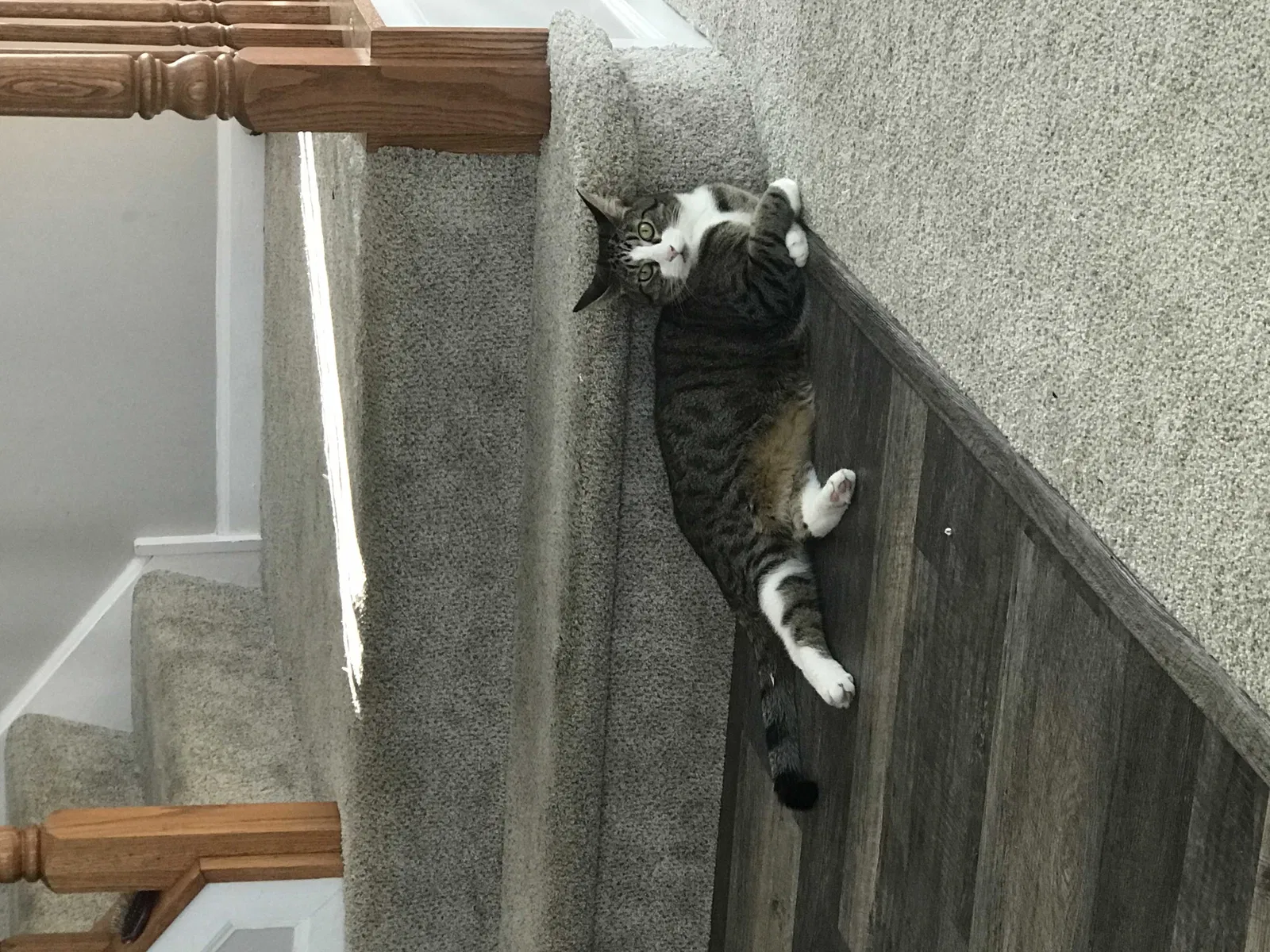 Lost cat in South Elgin, IL, 60177