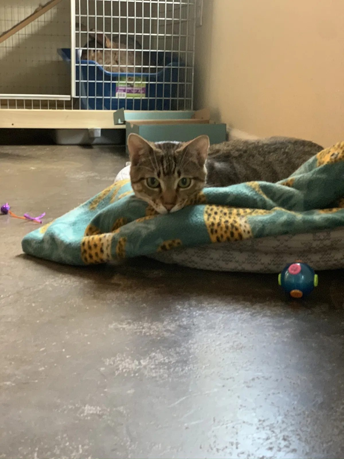 Lost cat in Auburn, AL, 36830