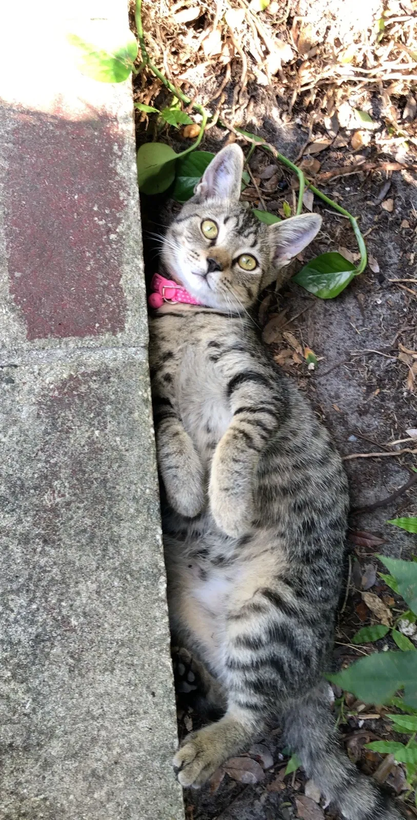 Lost cat in Ocoee, FL, 34761