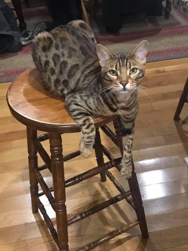 Lost cat in Danville, KY, 40422