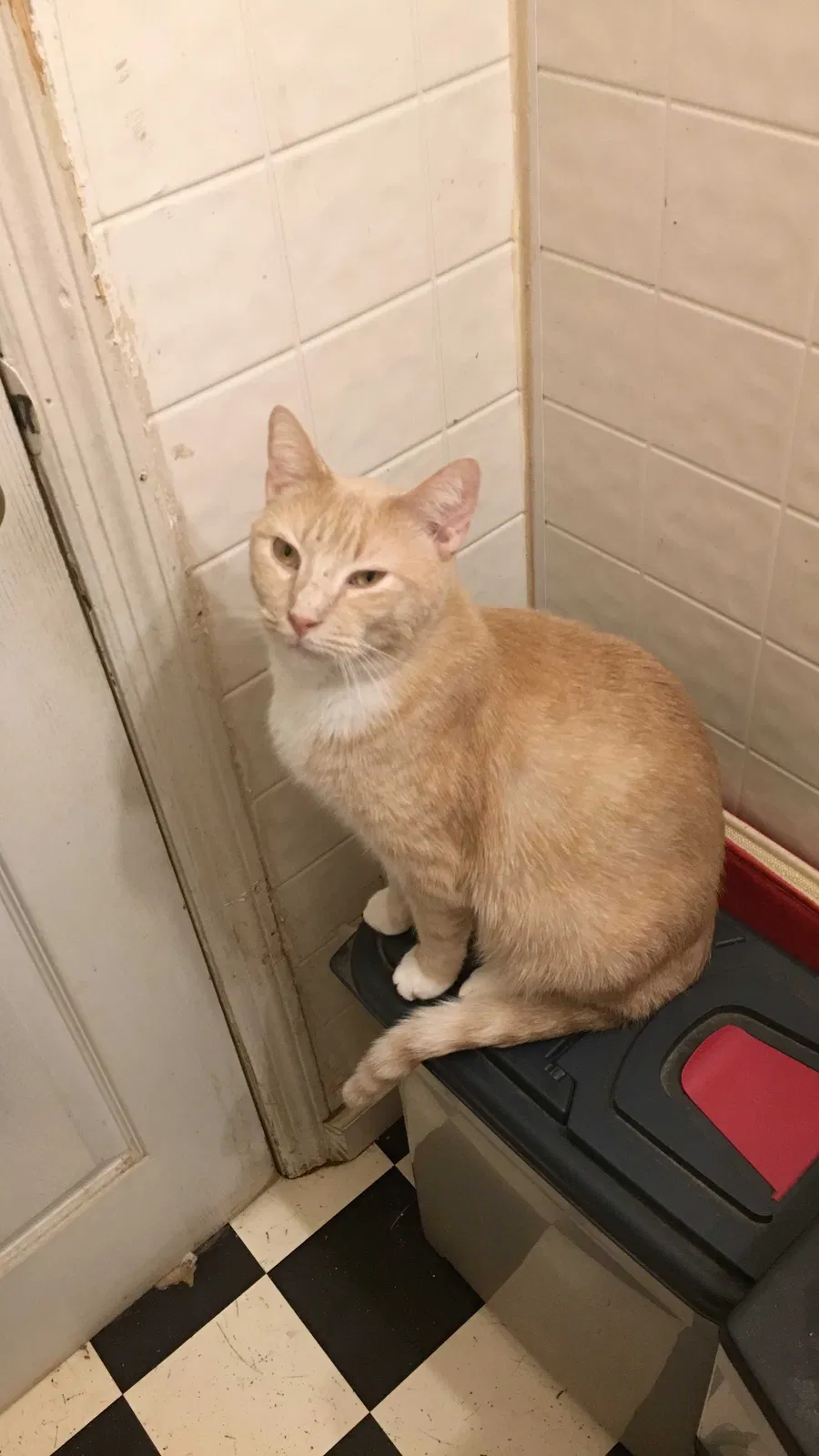 Lost cat in Rome, GA, 30161
