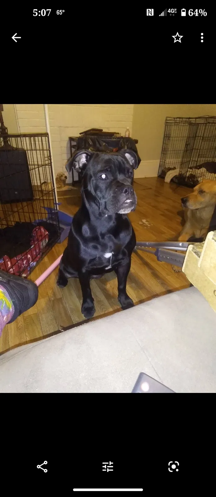 Lost dog in Talladega, AL, 35160