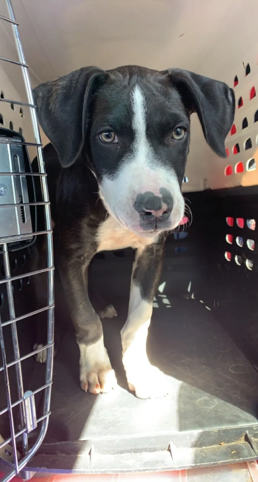 Lost dog in Oceano, CA, 93445