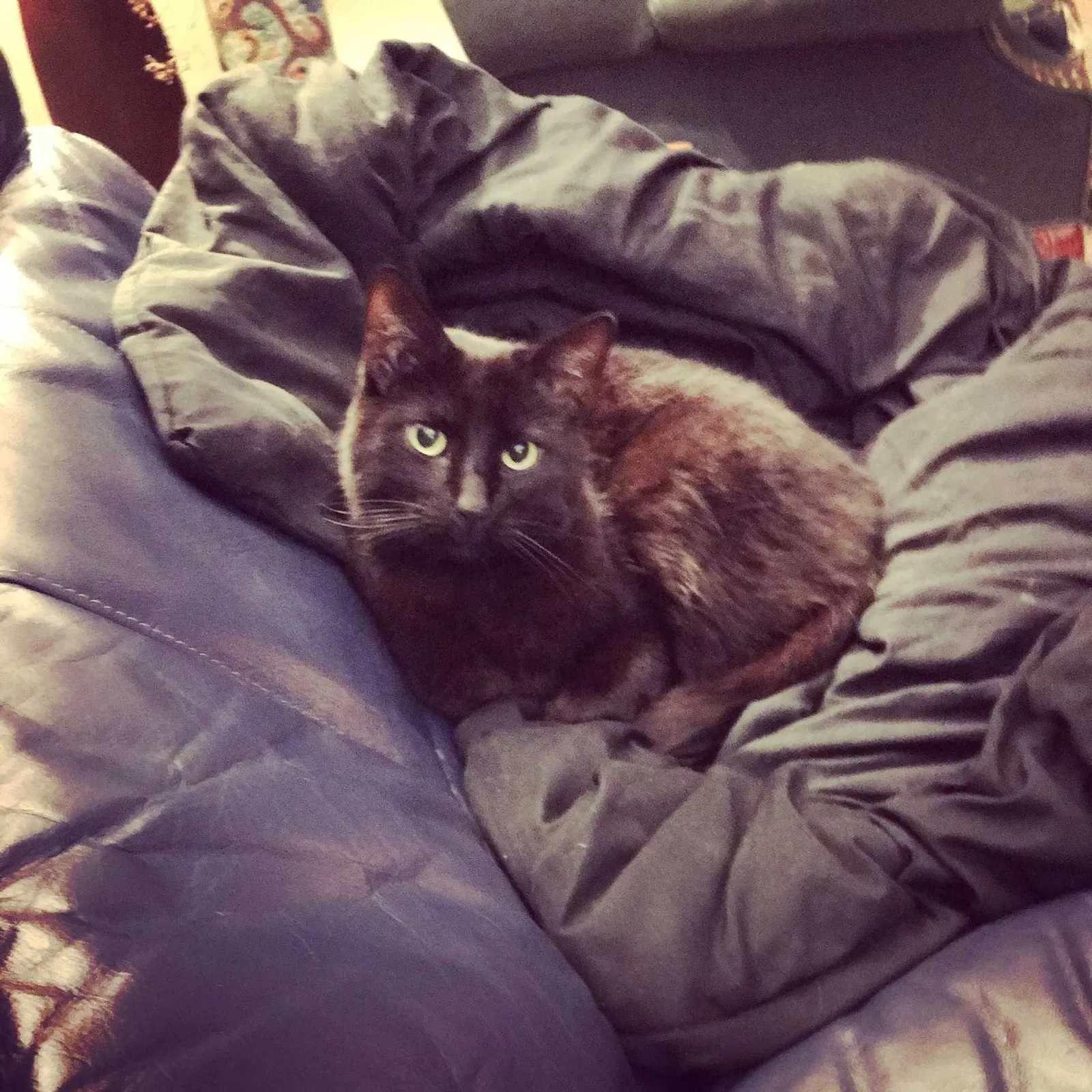 Lost cat in Ashland, OH, 44805