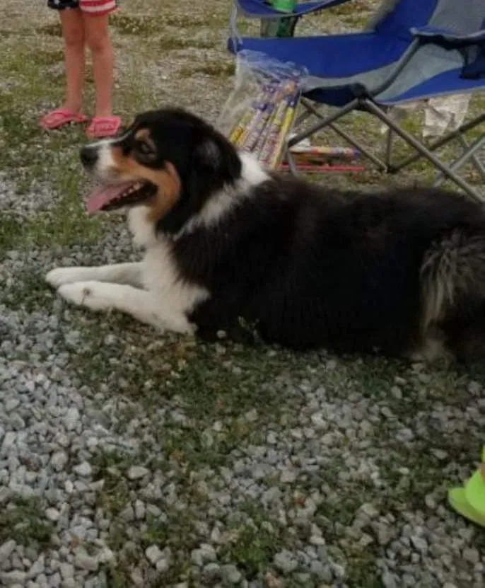 Lost dog in Hope, IN, 47246