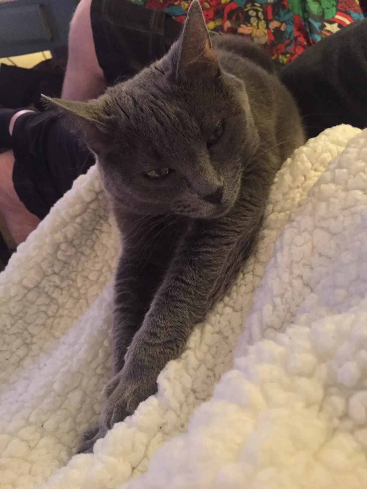 Lost cat in Denver, CO, 80221