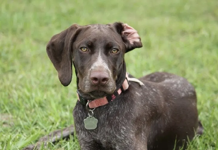 Lost dog in Indian Lake Estates, FL, 33855