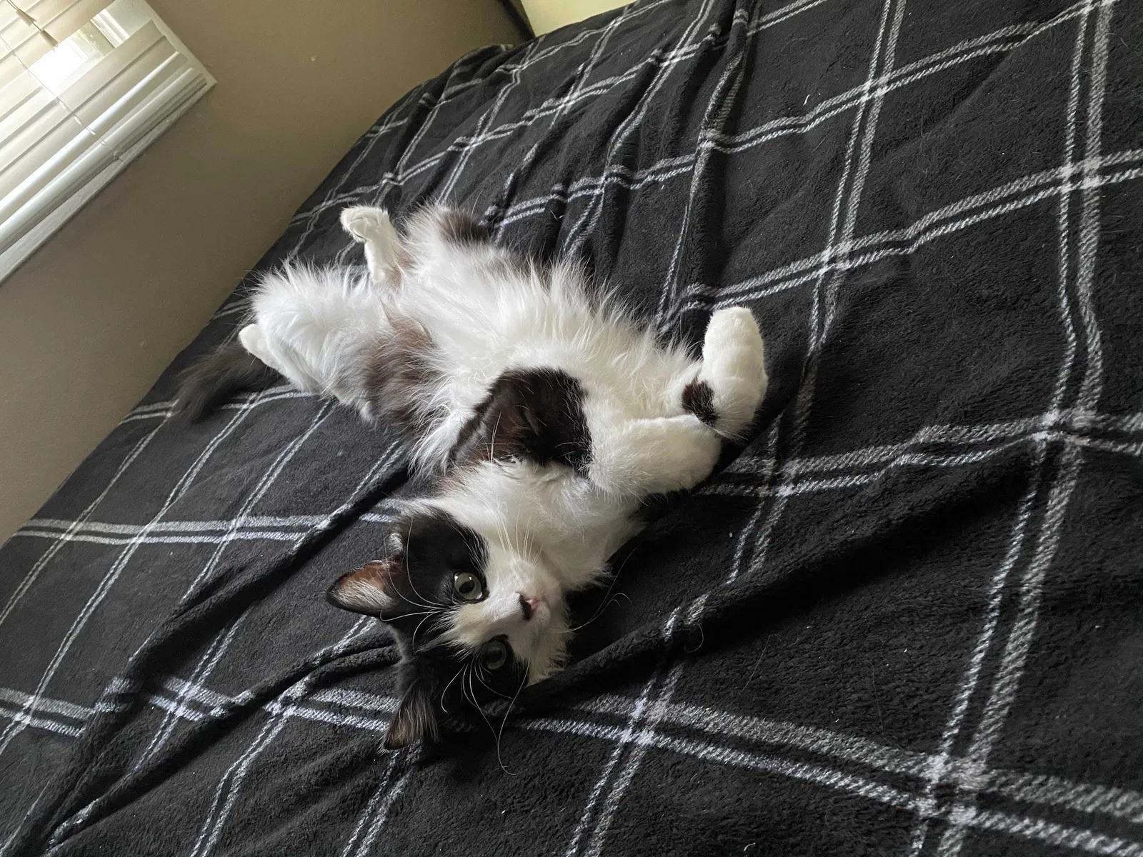 Lost cat in Lafayette, IN, 47904