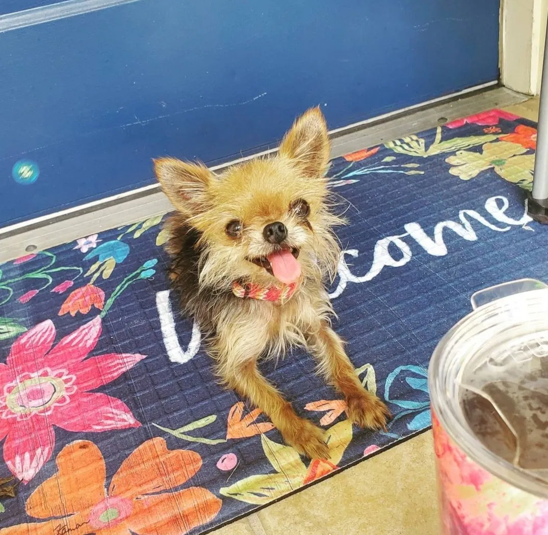 Lost dog in Lakeland, FL, 33809