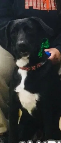 Lost dog in District Heights, MD, 20747