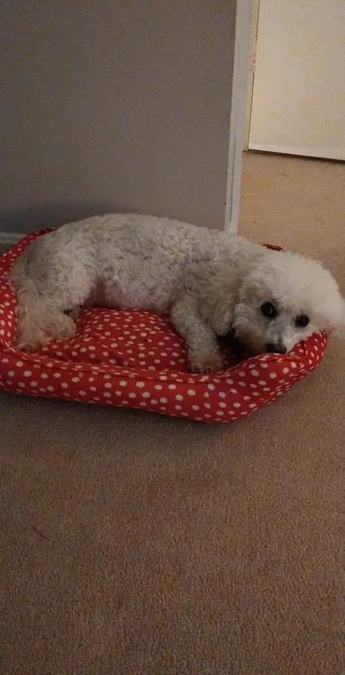 Lost dog in Upper Marlboro, MD, 20772