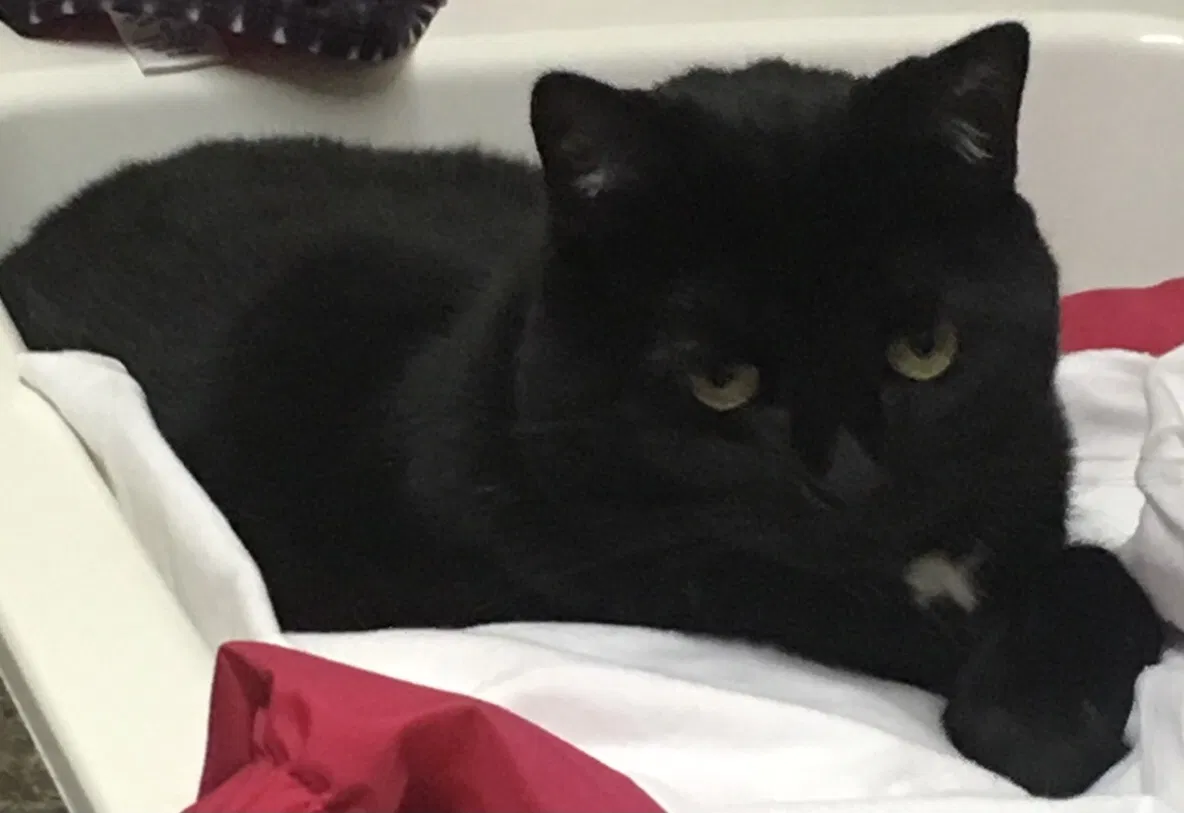 Lost cat in Clayton, NC, 27527