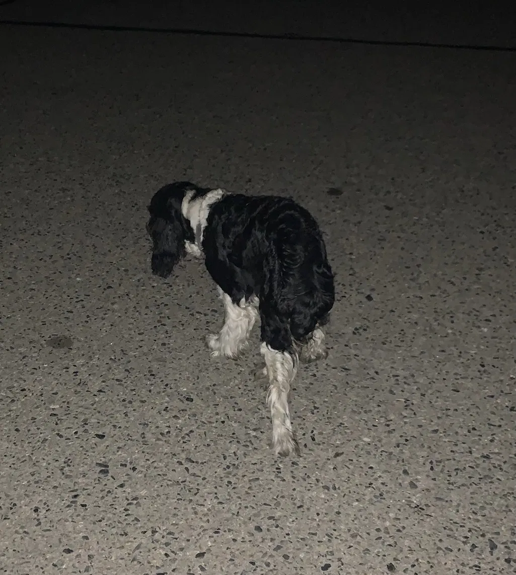 Found dog in Visalia, CA, 93292